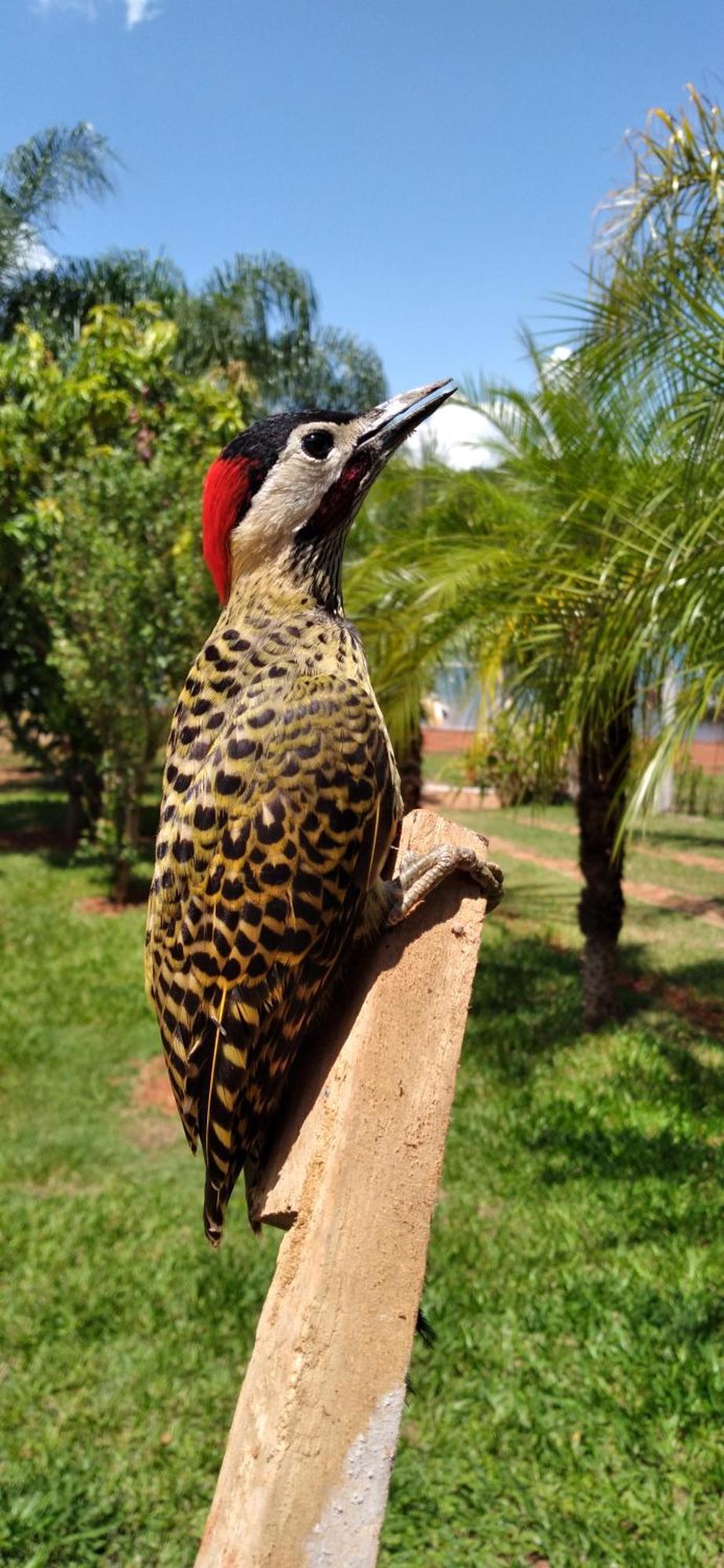 Pousada Estancia Mineira Guapé エクステリア 写真